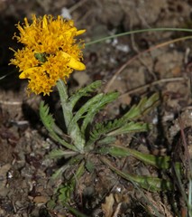 Jacobaea carniolica