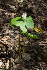Trillium albidum