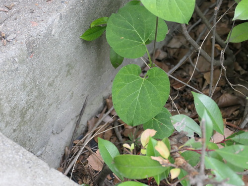 Cynanchum wilfordii iNat (1)