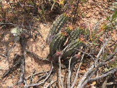Euphorbia nesemannii