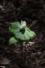 Trillium albidum