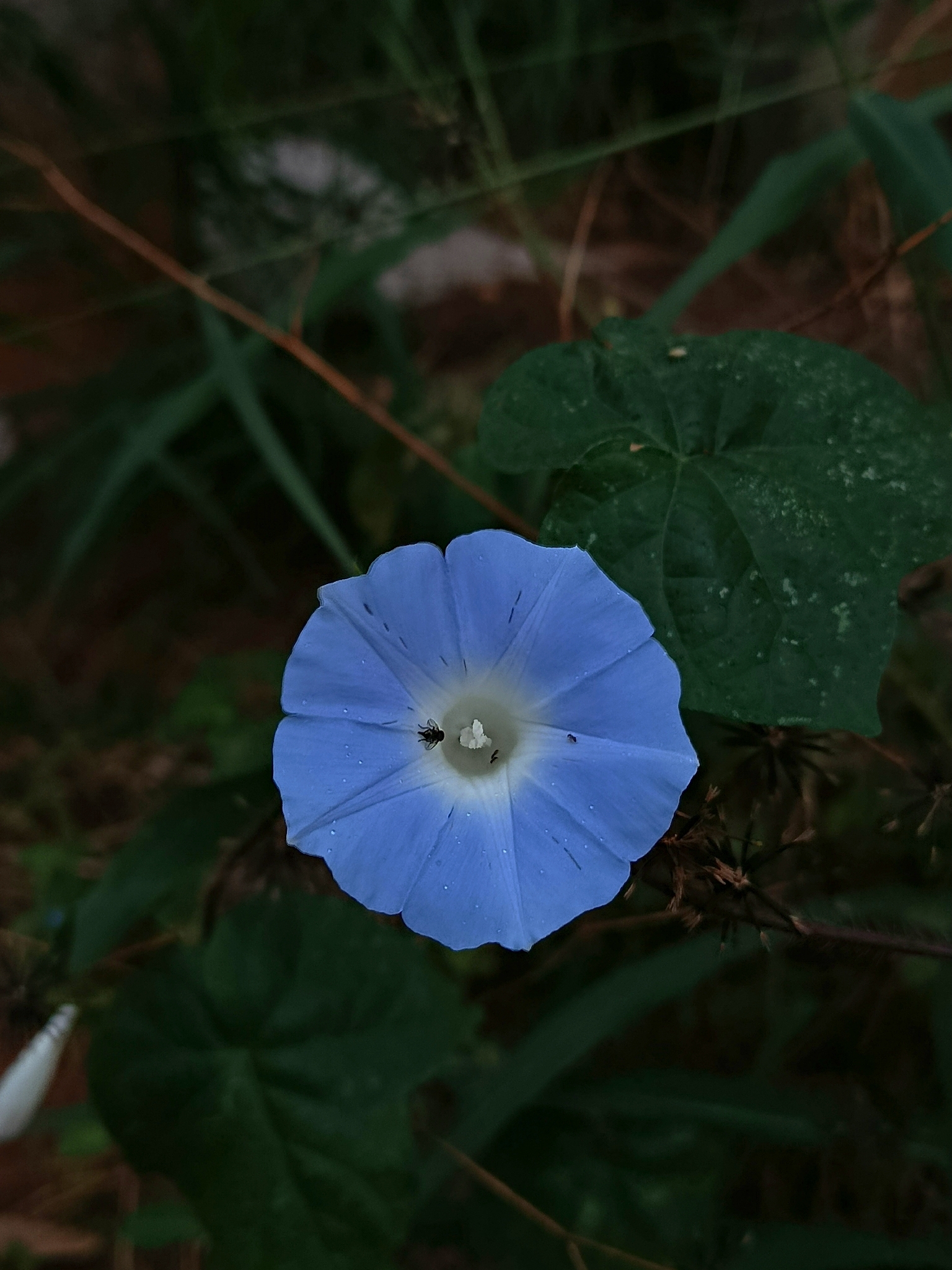 Ipomoea nil