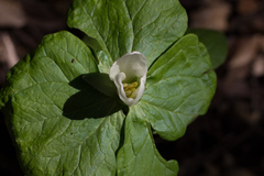 Trillium albidum