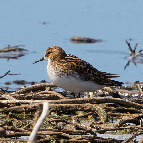 iNaturalist image