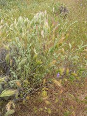 Cryptantha barbigera