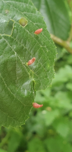 Red Nail Gall Mite