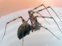 Megalepthyphantes nebulosus