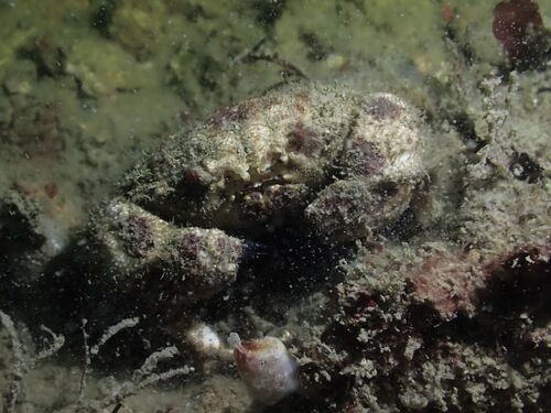 Gaillardiellus rueppelli observed 2026-05-30