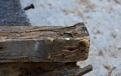 Anolis sagrei
