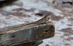 Anolis sagrei