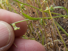 Pectocarya heterocarpa