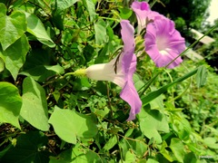 Ipomoea crinicalyx