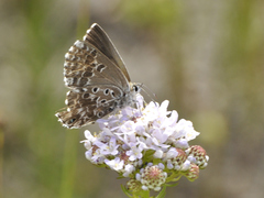 Lepidochrysops methymna methymna