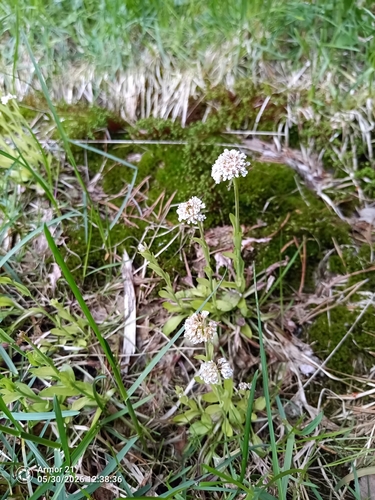 Alpine penny-cress
