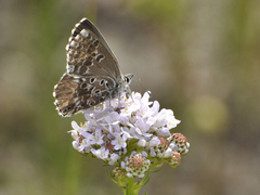 Lepidochrysops methymna methymna