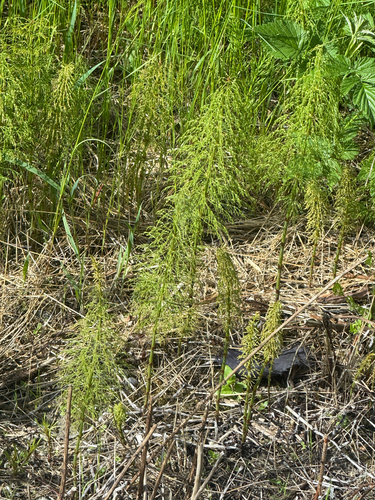 wood horsetail