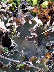 Peltigera ponojensis