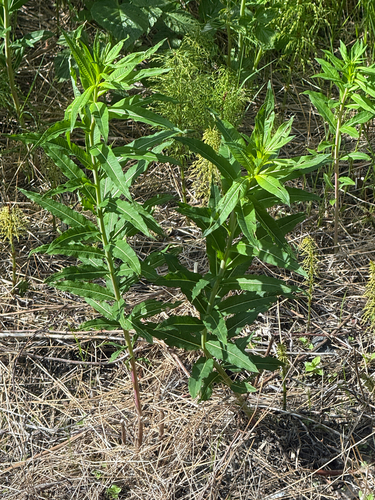 fireweed