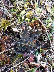 Peltigera ponojensis
