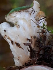 Peltigera ponojensis