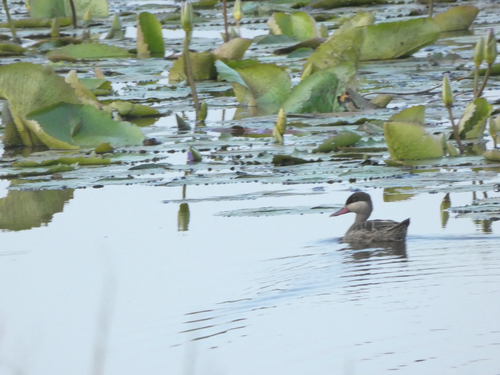 iNaturalist image