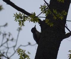 Dendrocopos major