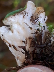 Peltigera ponojensis