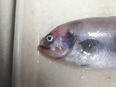 Icichthys lockingtoni