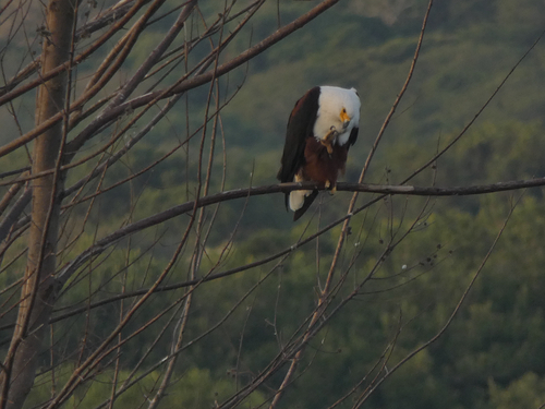 iNaturalist image