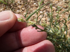 Pectocarya platycarpa
