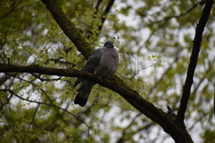 Columba palumbus