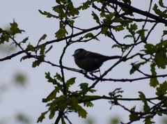Parus major