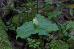 Trillium albidum