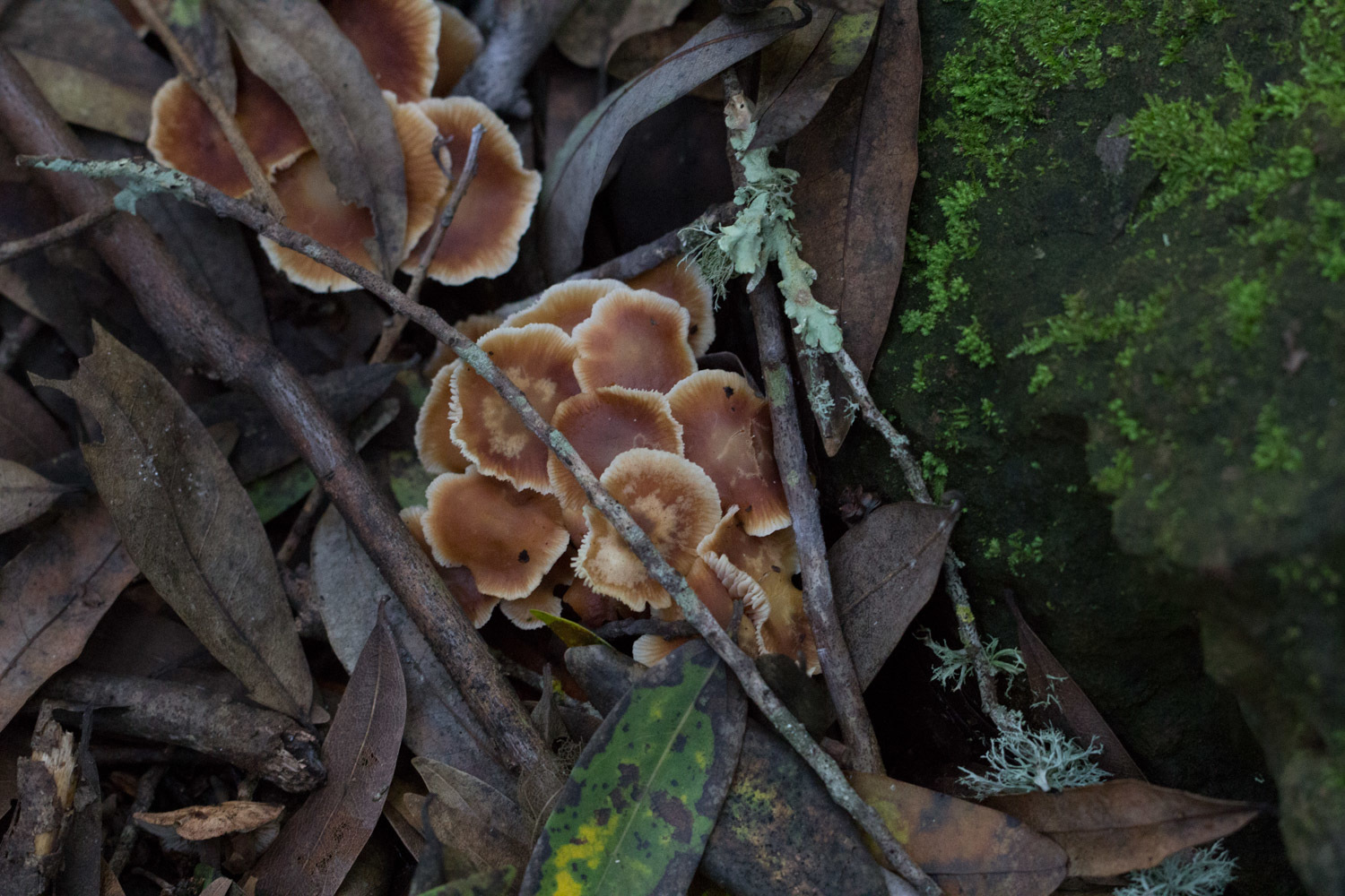 Gymnopus brassicolens var. brassicolens image