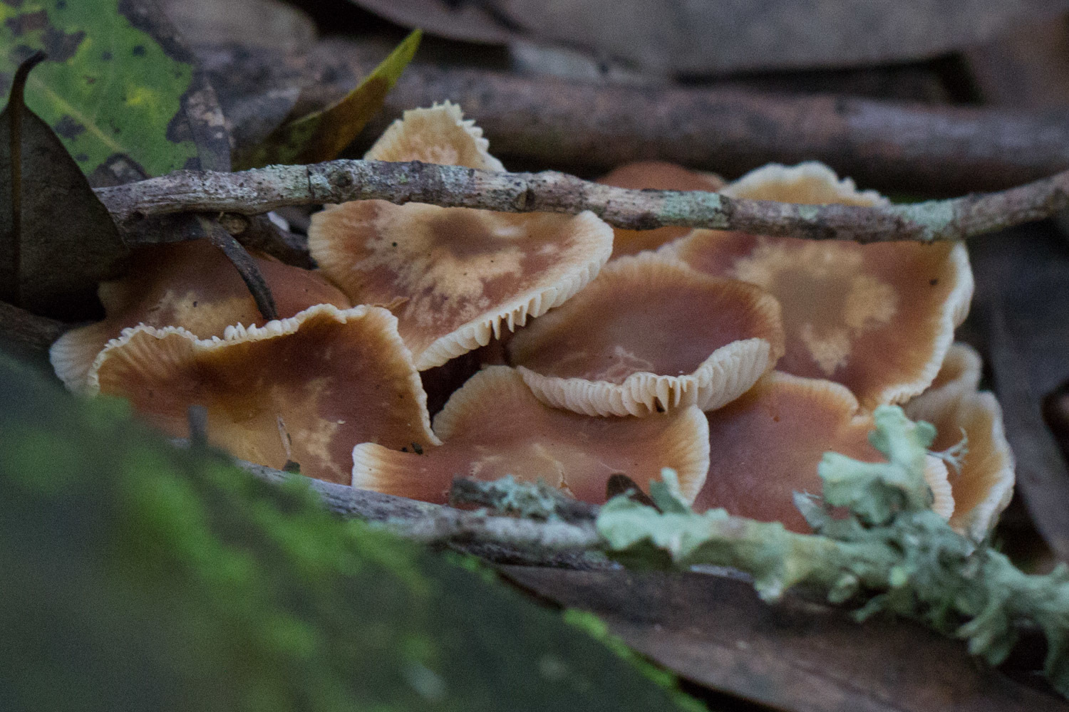 Gymnopus brassicolens var. brassicolens image