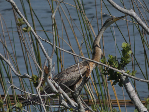 iNaturalist: (c) t_lami, some rights reserved (CC BY-NC) iNaturalist image