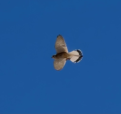 Eurasian Kestrel