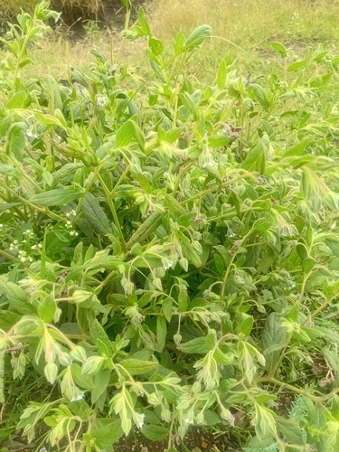 camel bush