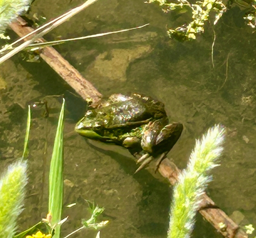 Levant Green Frog