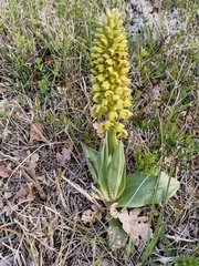 Orchis punctulata
