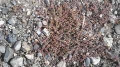 Polygonum humifusum