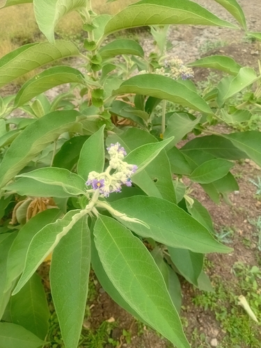 bugweed