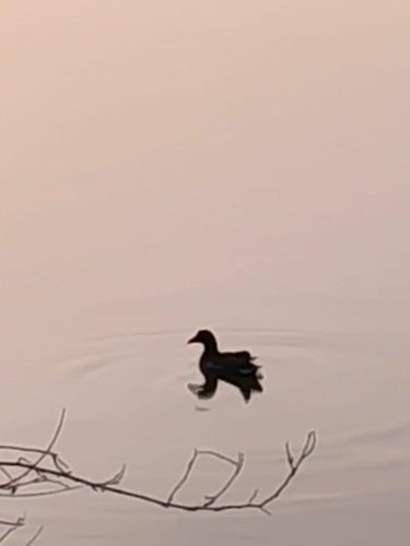 Eurasian Moorhen