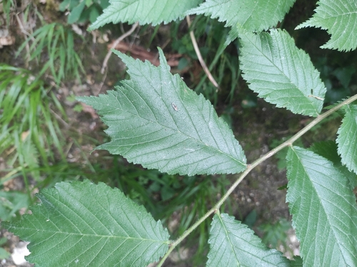 Wych Elm