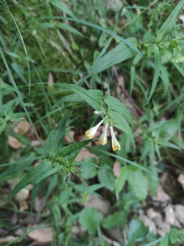 Common Cow-wheat