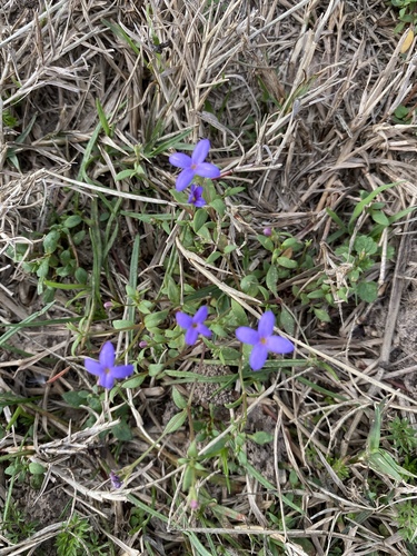 Houstonia pusilla, photograph 3