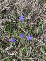 Houstonia pusilla, photograph (c) Holly Bonorden Jentsch, some rights reserved (CC BY)