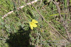 Oenothera affinis