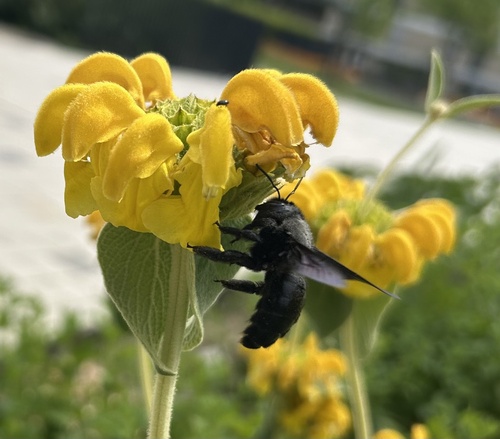 Xylocopa
