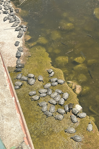 Western Caspian Turtle